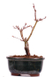 Preview: Bonsai - Acer palmatum 'Seigen' Japanischer Fächerahorn aus Japan 229/58