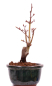 Preview: Bonsai - Acer palmatum 'Seigen' Japanischer Fächerahorn aus Japan 229/58
