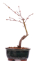 Preview: Bonsai - Acer palmatum 'Seigen' Japanischer Fächerahorn aus Japan 229/60