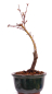 Preview: Bonsai - Acer palmatum 'Seigen' Japanischer Fächerahorn aus Japan 229/60