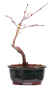 Preview: Bonsai - Acer palmatum 'Seigen' Japanischer Fächerahorn aus Japan 229/60