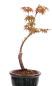 Preview: Bonsai - Acer palmatum 'Seigen' Japanischer Fächerahorn aus Japan 229/60