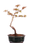 Preview: Bonsai - Acer palmatum 'Seigen' Japanischer Fächerahorn aus Japan 229/60