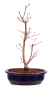 Preview: Bonsai - Acer palmatum 'Seigen' Japanischer Fächerahorn aus Japan 229/62