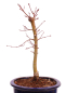 Preview: Bonsai - Acer palmatum 'Seigen' Japanischer Fächerahorn aus Japan 229/63