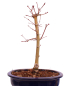 Preview: Bonsai - Acer palmatum 'Seigen' Japanischer Fächerahorn aus Japan 229/63
