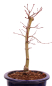 Preview: Bonsai - Acer palmatum 'Seigen' Japanischer Fächerahorn aus Japan 229/63