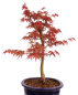 Preview: Bonsai - Acer palmatum 'Seigen' Japanischer Fächerahorn aus Japan 229/63