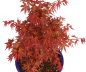 Preview: Bonsai - Acer palmatum 'Seigen' Japanischer Fächerahorn aus Japan 229/63