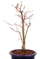 Preview: Bonsai - Acer palmatum 'Seigen' Japanischer Fächerahorn aus Japan 229/64
