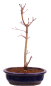 Preview: Bonsai - Acer palmatum 'Seigen' Japanischer Fächerahorn aus Japan 229/65