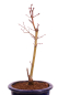 Preview: Bonsai - Acer palmatum 'Seigen' Japanischer Fächerahorn aus Japan 229/65