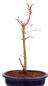 Preview: Bonsai - Acer palmatum 'Seigen' Japanischer Fächerahorn aus Japan 229/65