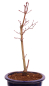 Preview: Bonsai - Acer palmatum 'Seigen' Japanischer Fächerahorn aus Japan 229/65