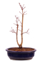 Preview: Bonsai - Acer palmatum 'Seigen' Japanischer Fächerahorn aus Japan 229/66