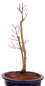 Preview: Bonsai - Acer palmatum 'Seigen' Japanischer Fächerahorn aus Japan 229/66