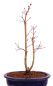 Preview: Bonsai - Acer palmatum 'Seigen' Japanischer Fächerahorn aus Japan 229/66
