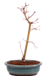 Preview: Bonsai - Acer palmatum 'Seigen' Japanischer Fächerahorn aus Japan 229/67