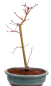 Preview: Bonsai - Acer palmatum 'Seigen' Japanischer Fächerahorn aus Japan 229/67