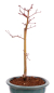 Preview: Bonsai - Acer palmatum 'Seigen' Japanischer Fächerahorn aus Japan 229/67