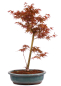 Preview: Bonsai - Acer palmatum 'Seigen' Japanischer Fächerahorn aus Japan 229/67