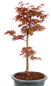 Preview: Bonsai - Acer palmatum 'Seigen' Japanischer Fächerahorn aus Japan 229/67