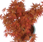 Preview: Bonsai - Acer palmatum 'Seigen' Japanischer Fächerahorn aus Japan 229/67