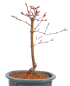 Preview: Bonsai - Acer palmatum 'Seigen' Japanischer Fächerahorn aus Japan 229/68