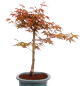 Preview: Bonsai - Acer palmatum 'Seigen' Japanischer Fächerahorn aus Japan 229/68