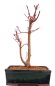 Preview: Bonsai - Acer palmatum 'Seigen' Japanischer Fächerahorn aus Japan 229/69