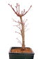 Preview: Bonsai - Acer palmatum 'Seigen' Japanischer Fächerahorn aus Japan 229/69