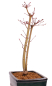 Preview: Bonsai - Acer palmatum 'Seigen' Japanischer Fächerahorn aus Japan 229/70