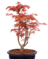 Preview: Bonsai - Acer palmatum 'Seigen' Japanischer Fächerahorn aus Japan 229/71