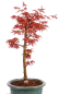 Preview: Bonsai - Acer palmatum 'Seigen' Japanischer Fächerahorn aus Japan 229/73