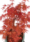 Preview: Bonsai - Acer palmatum 'Seigen' Japanischer Fächerahorn aus Japan 229/73