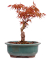 Preview: Bonsai - Acer palmatum 'Seigen' Japanischer Fächerahorn aus Japan 229/74