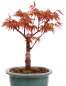 Preview: Bonsai - Acer palmatum 'Seigen' Japanischer Fächerahorn aus Japan 229/74