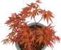 Preview: Bonsai - Acer palmatum 'Seigen' Japanischer Fächerahorn aus Japan 229/74