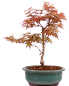 Preview: Bonsai - Acer palmatum 'Seigen' Japanischer Fächerahorn aus Japan 229/75