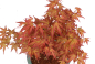 Preview: Bonsai - Acer palmatum 'Seigen' Japanischer Fächerahorn aus Japan 229/75
