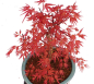 Preview: Bonsai - Acer palmatum 'Seigen' Japanischer Fächerahorn aus Japan 229/76