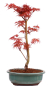 Preview: Bonsai - Acer palmatum 'Seigen' Japanischer Fächerahorn aus Japan 229/77