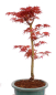 Preview: Bonsai - Acer palmatum 'Seigen' Japanischer Fächerahorn aus Japan 229/77
