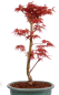 Preview: Bonsai - Acer palmatum 'Seigen' Japanischer Fächerahorn aus Japan 229/77