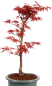 Preview: Bonsai - Acer palmatum 'Seigen' Japanischer Fächerahorn aus Japan 229/77