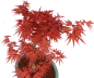 Preview: Bonsai - Acer palmatum 'Seigen' Japanischer Fächerahorn aus Japan 229/77