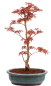 Preview: Bonsai - Acer palmatum 'Seigen' Japanischer Fächerahorn aus Japan 229/78