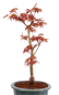 Preview: Bonsai - Acer palmatum 'Seigen' Japanischer Fächerahorn aus Japan 229/78