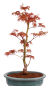 Preview: Bonsai - Acer palmatum 'Seigen' Japanischer Fächerahorn aus Japan 229/78