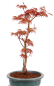 Preview: Bonsai - Acer palmatum 'Seigen' Japanischer Fächerahorn aus Japan 229/78